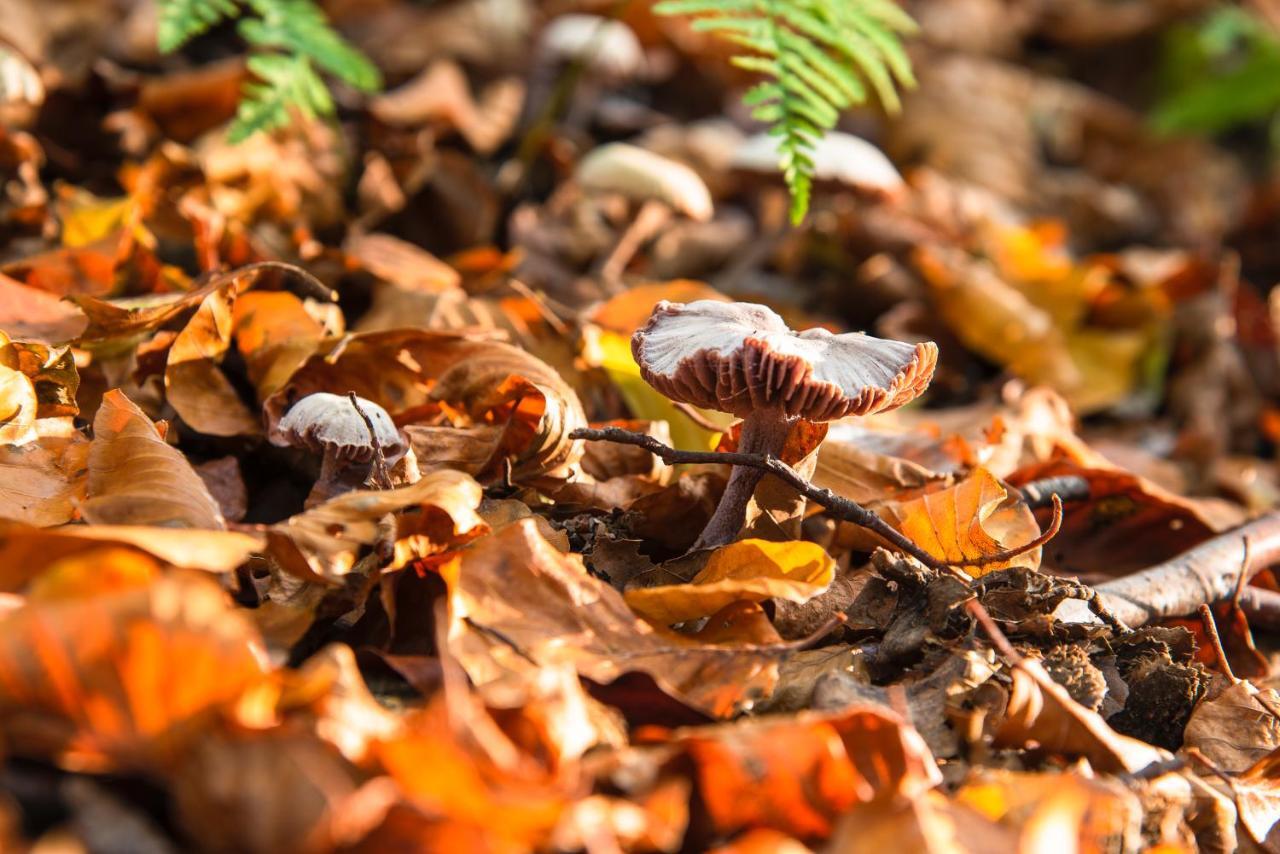 Luxe Bosvilla De Paradijsvogel Rijs Dış mekan fotoğraf